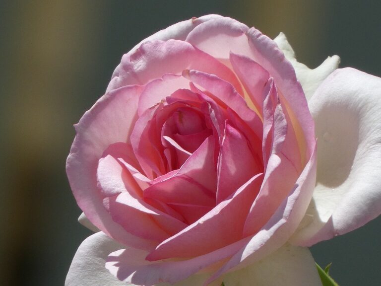 eau de rose