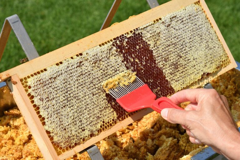 Les informations clés : est ce que le miel fait grossir ?